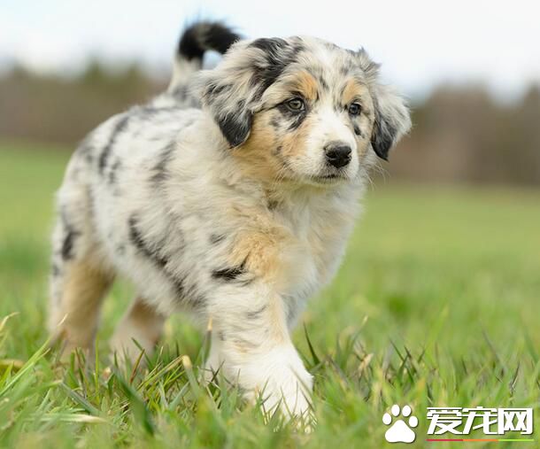澳洲牧羊犬智商排名 澳洲牧羊犬还是很聪明的狗