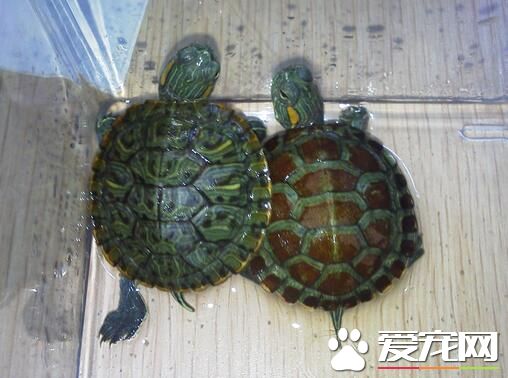 一般乌龟养几只 衡量自己的经济能力来选择