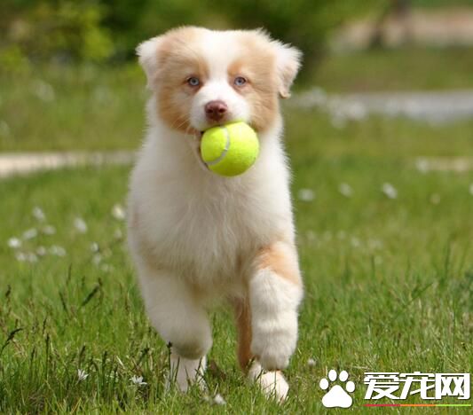 澳洲牧羊犬怎么养 要经常对犬进行调教