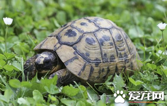 乌龟是两栖动物吗 乌龟不是两栖动物