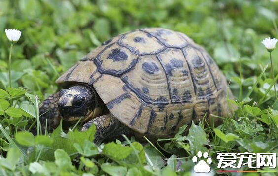 家里养个乌龟好吗 龟是很有灵性的宠物