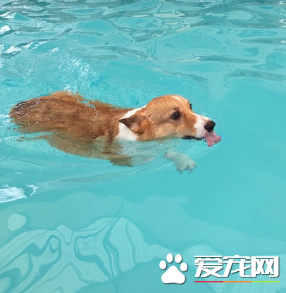 夏天游泳不但可以健身，还可以降暑喔