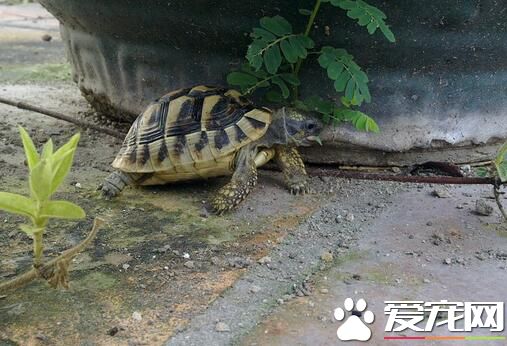 乌龟怎么分辨公母 底板平的是母的凹的是公的