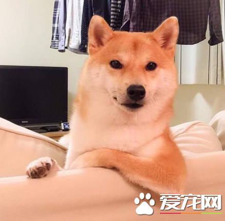 主银快把电脑打开，汪要看电影了