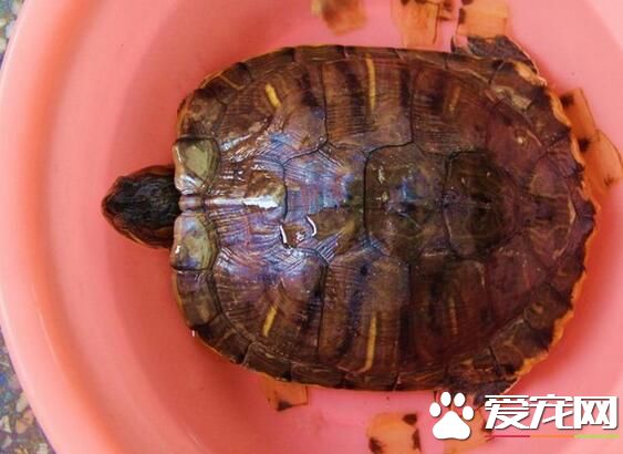 女生可以养乌龟吗 养乌龟需要注意的事项