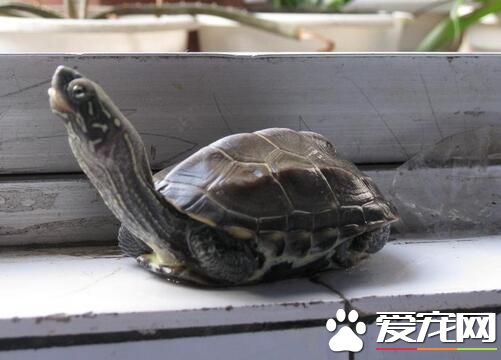 乌龟有灵性吗 乌龟是古代的祥兽之一