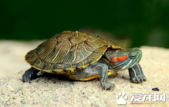 养乌龟会影响风水吗 背甲纹路代表着天干地支