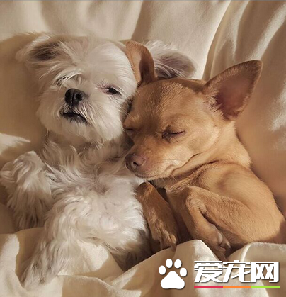 温馨的瞬间，不可惊扰的甜蜜时刻