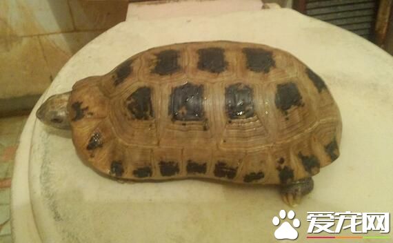 家里养两个乌龟好吗 乌龟的生活与气候关系