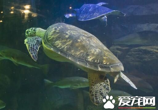 乌龟养在什么地方 养乌龟对周围环境的要求