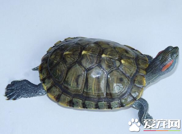 用什么容器养乌龟 最好准备大一点的空间