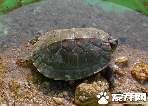 乌龟喜欢吃什么食物 偶尔喂食一些去骨的鱼肉