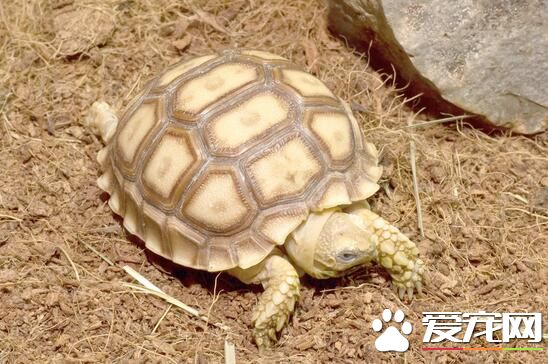 养乌龟用什么过滤器 推荐8到10厘米水位加沉木