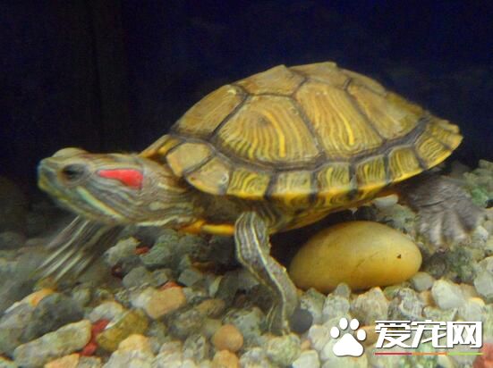 乌龟脖子烂了怎么办 干养为主每天泡澡两次