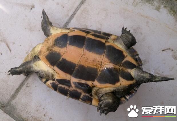 家里养什么乌龟风水好 乌龟与风水的关系