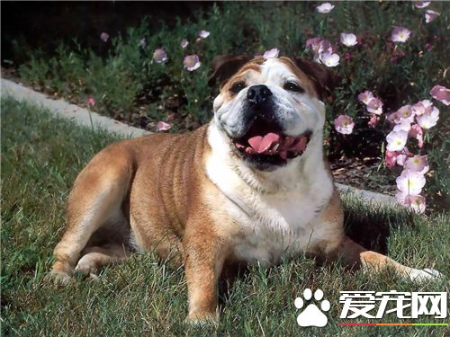 英国斗牛犬能喂酸奶吗 酸奶也是很有营养的