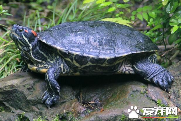 乌龟脱皮是怎么回事 有可能是皮肤病