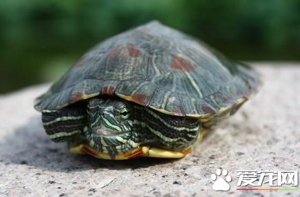 养乌龟对人体有害吗 沙门氏菌危害比较大