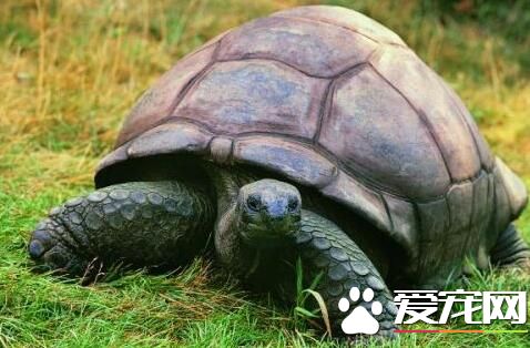 养的乌龟冬天怎么办 饲养乌龟注意事项