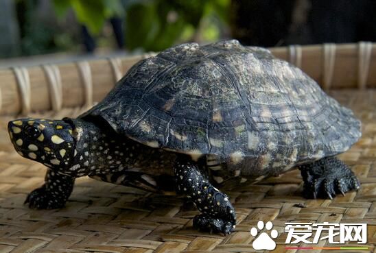 养一只乌龟好吗 养乌龟需要注意的事项