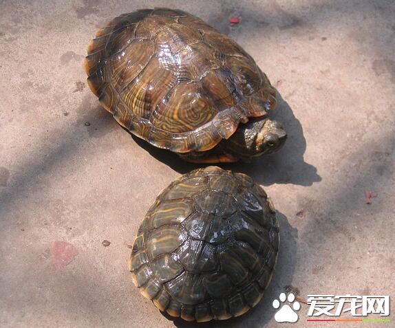 家里养什么乌龟好 建议还是养陆龟比较好