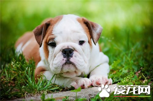 英国斗牛犬配种多少钱 英国斗牛犬选购要点