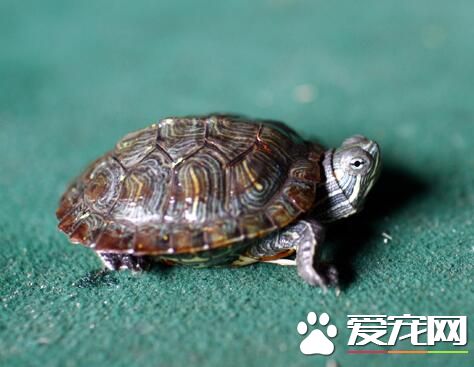 为什么不能养乌龟 养龟在风水方面的作用