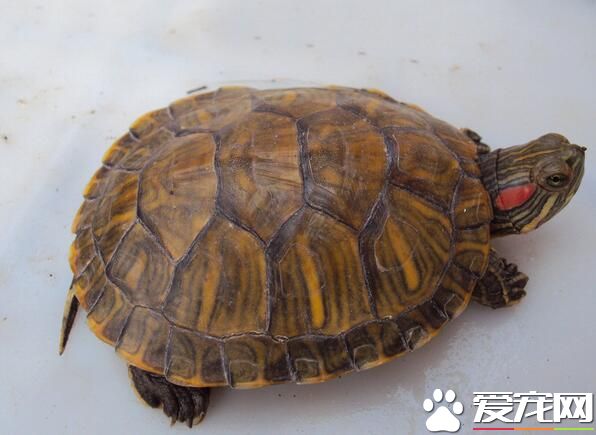 家里养什么乌龟风水好 乌龟与风水的关系