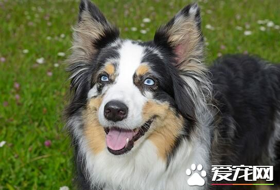 澳洲牧羊犬上厕所训练 训练狗狗上厕所的步骤