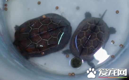 养乌龟有什么作用 能锻炼饲养者的耐性和爱心
