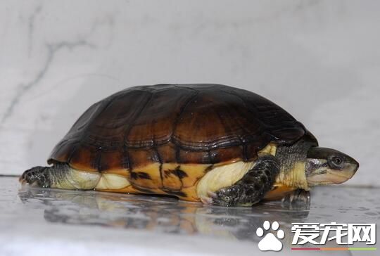 为什么不能养乌龟 养龟在风水方面的作用