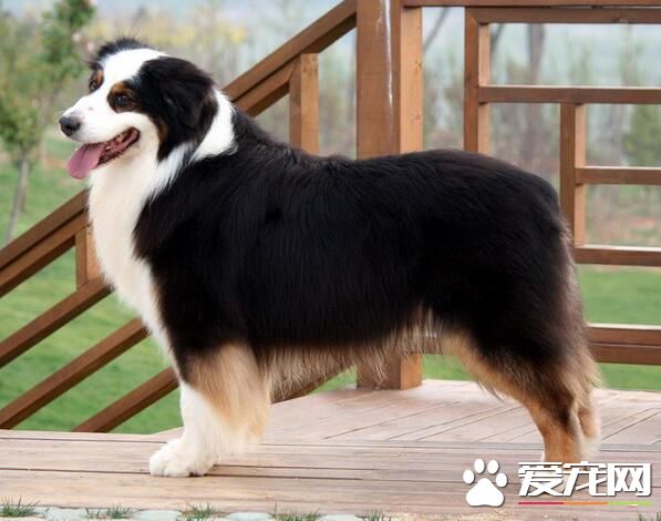 澳洲牧羊犬缺点 澳洲牧羊犬羞怯胆小