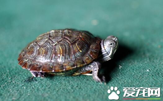 养乌龟有什么讲究吗 乌龟都是吉祥福寿的象征