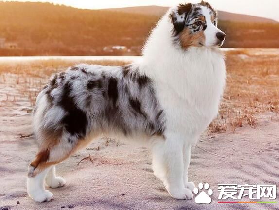 澳洲牧羊犬适合家养吗 可以作为家庭伴侣来养