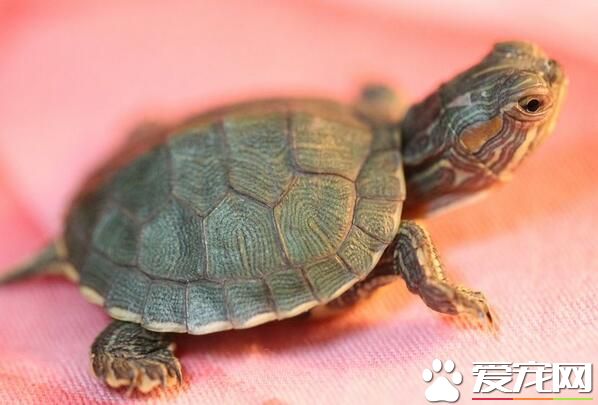 乌龟脱皮是怎么回事 有可能是皮肤病