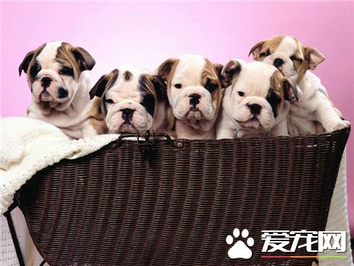 英国斗牛犬分娩 英国斗牛犬分娩过程