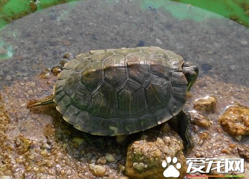 乌龟腿肿了怎么办 吃什么让乌龟腿肿恢复快