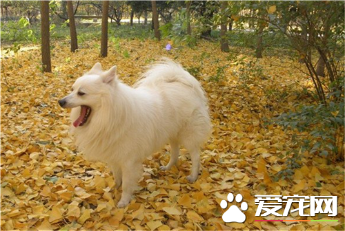 银狐犬不能吃什么 巧克力是绝对不能吃的