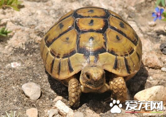 家里养乌龟风水好吗 风水上称为化煞龟