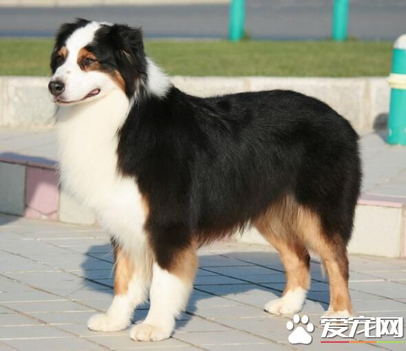 澳洲牧羊犬年龄 澳洲牧羊犬寿命10到15年