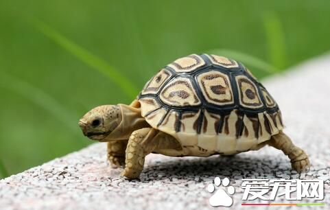 养乌龟应该注意什么 最好是长方形的玻璃鱼缸