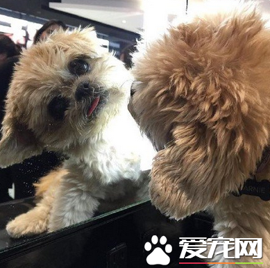 耍宝卖萌，是本汪的特长