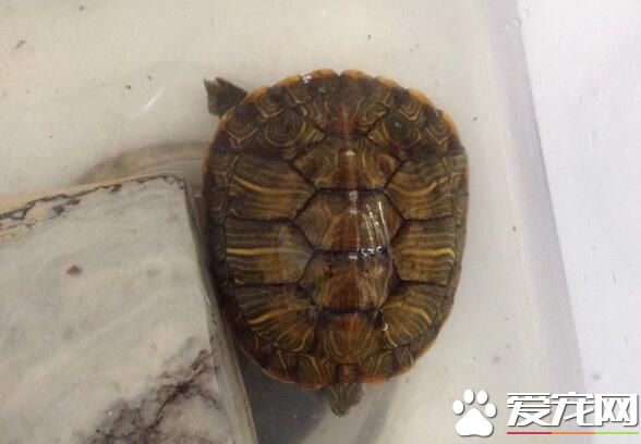 养乌龟有什么作用 能锻炼饲养者的耐性和爱心