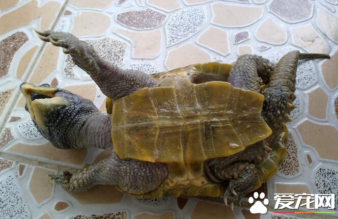 夏天怎么养乌龟 夏天养乌龟要及时更换池水