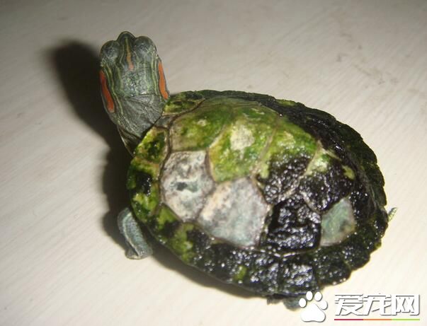 养乌龟几天喂一次 一般建议隔天喂一次