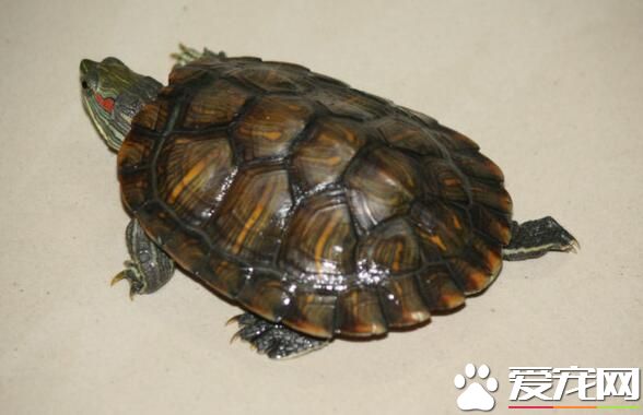 该怎么养乌龟 应喂食含有大量钙质的食物