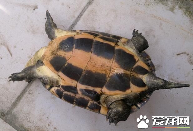 大乌龟冬天怎么养 9月开始要让龟顿顿吃饱