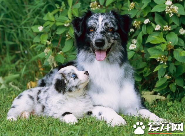 澳洲牧羊犬没尾巴吗 出生一个星期之后被剪掉