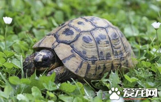 乌龟喜欢吃什么食物 偶尔喂食一些去骨的鱼肉