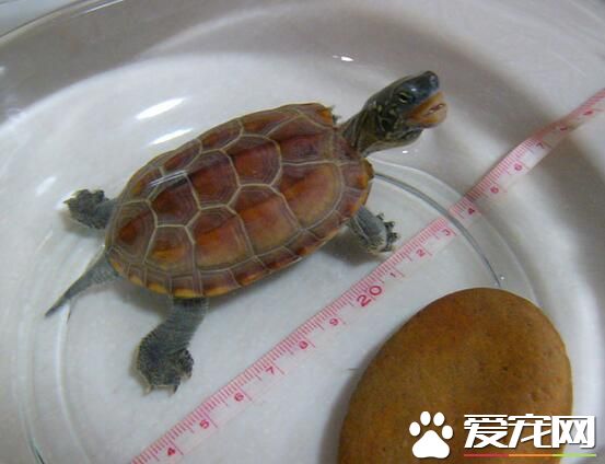 乌龟是胎生还是卵生 乌龟是卵生类动物